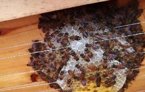 蛋群养成强群 蜜蜂蛋群养殖