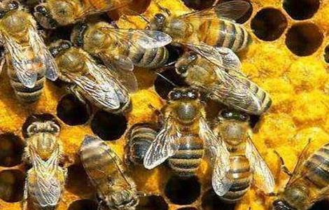 蜜蜂什么时候繁殖速度快 蜜蜂的繁殖速度有多快