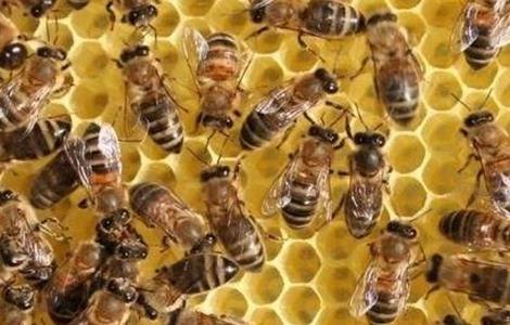 工蜂产卵 工蜂产卵补救措施