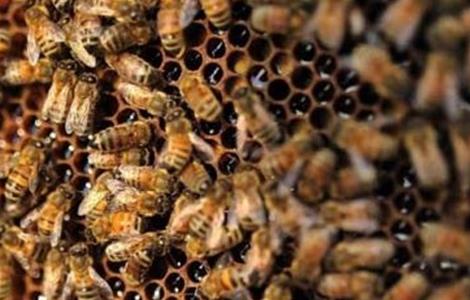 蜜蜂不出巢是什么原因