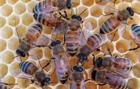 怎么判断蜂群是否失王 怎么判断蜂群是否失王蜂