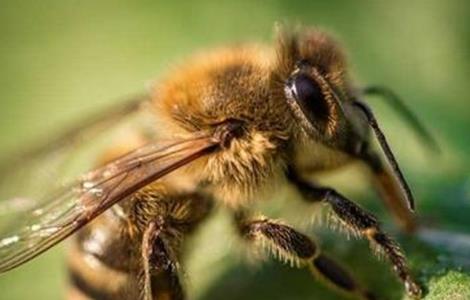 蜜蜂不酿蜜是什么原因（蜜蜂不酿蜜是什么原因造成的）