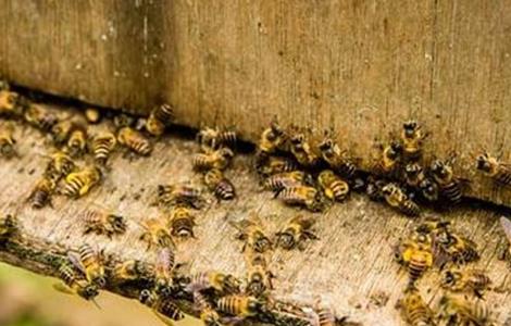 蜜蜂秋繁死亡率高原因及预防措施（秋季蜜蜂大量死亡是为什么）