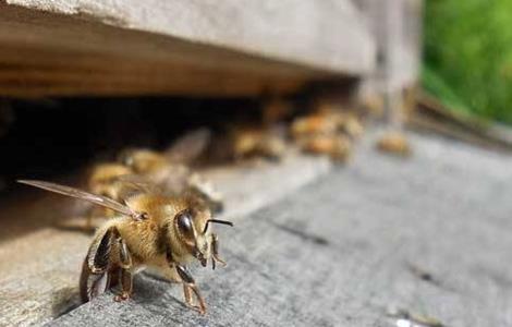 秋季蜜蜂逃跑 蜜蜂逃跑原因