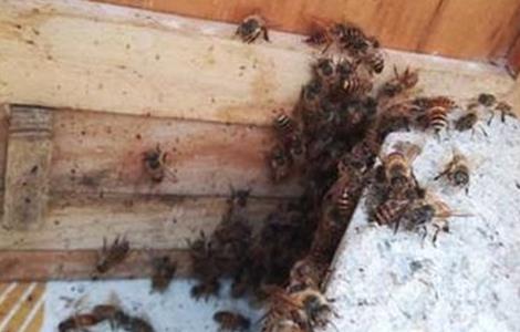 蜜蜂越冬饲喂方法和注意事项