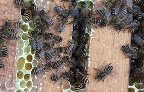 蜜蜂越冬饲喂方法和注意事项