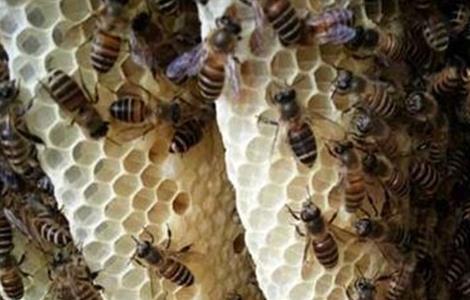 蜂箱蜂群水分过多该怎么办 蜂箱里面的蜂太多怎么办
