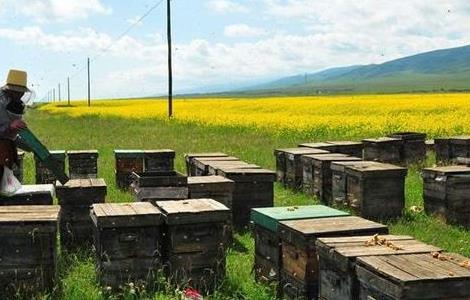 养殖蜜蜂的管理技术及要点 养殖蜜蜂的管理技术及要点视频
