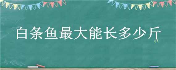 白条鱼最大能长多少斤（白条鱼最大能长多少斤重）