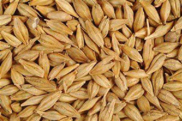 大麦出来的是什么粮食，与小麦有什么区别
