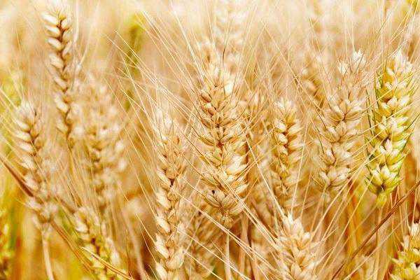小麦在什么时期用吡唑醚菌酯 注意事项有哪些
