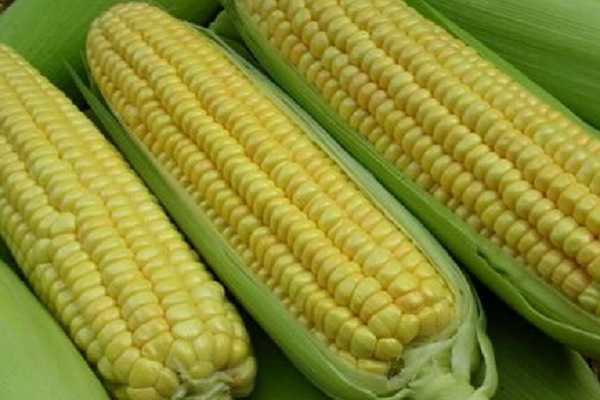 春玉米什么时候成熟 收割时间是几月份