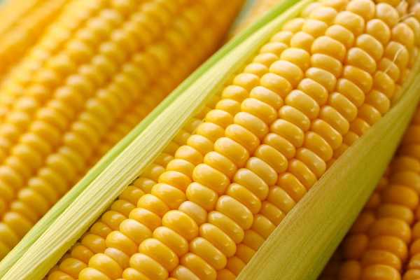 玉米的生长周期是多少天，多长时间成熟