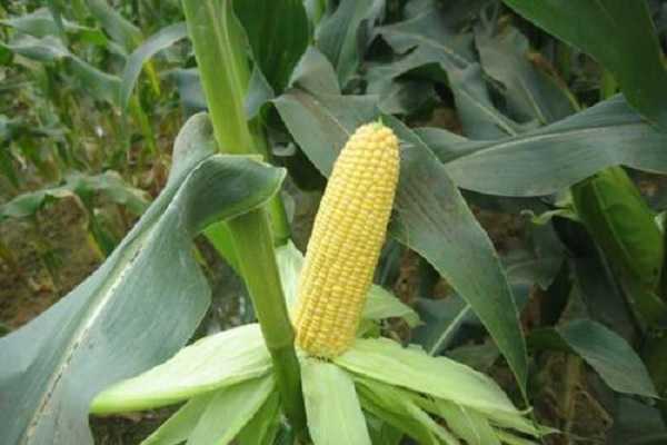 为什么种玉米要剪叶 原因有哪些