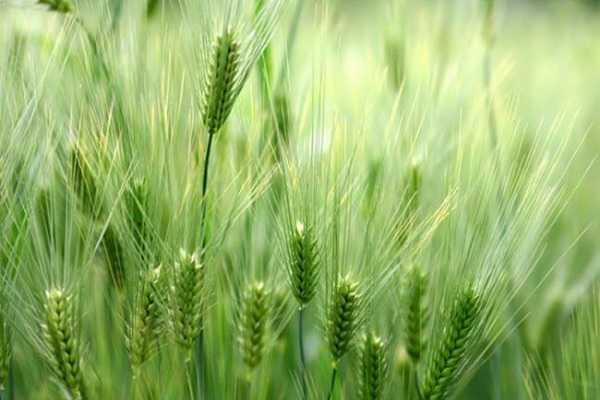阳台小麦怎么种植 养殖方法有哪些