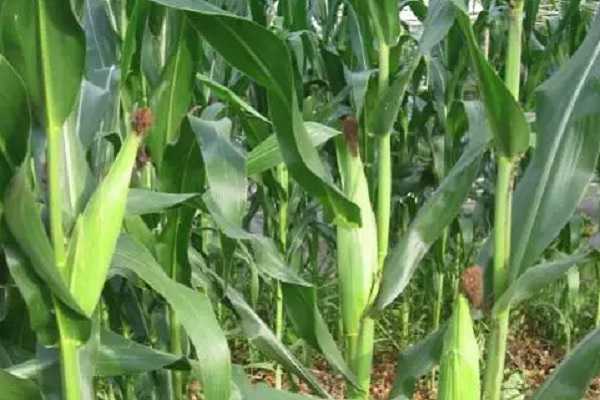 玉米抽穗到成熟多少天，如何养护管理