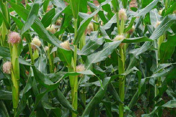 七月份种玉米能成熟吗，什么时候可以收获