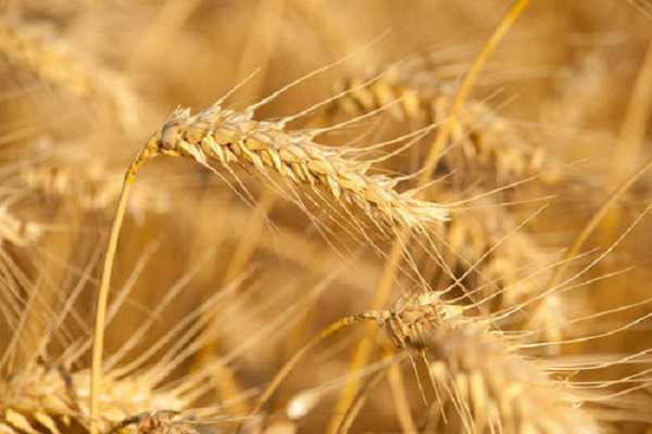 东北小麦什么时候收割 几月份才会收获