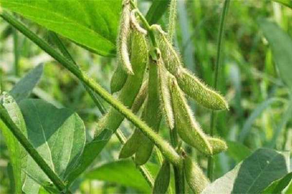 大豆喷施锌肥对结荚数的影响 会不会增产