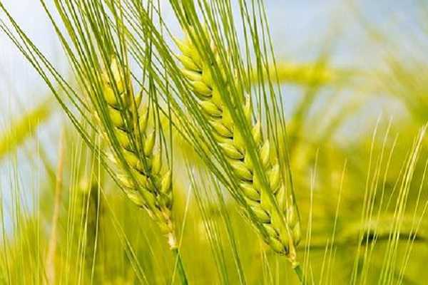 小麦发黄能变过来吗 原因及解决方法