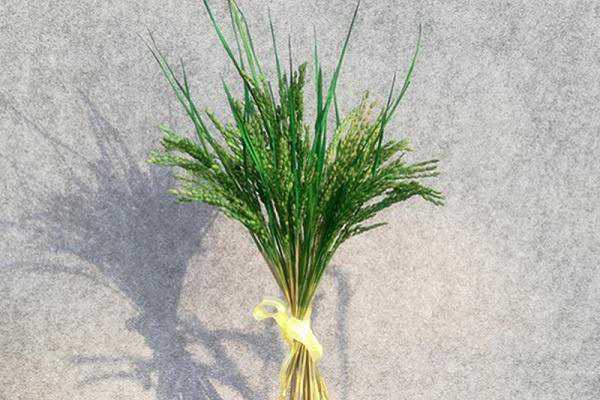 广东水稻一年几熟 最多可以种植几次