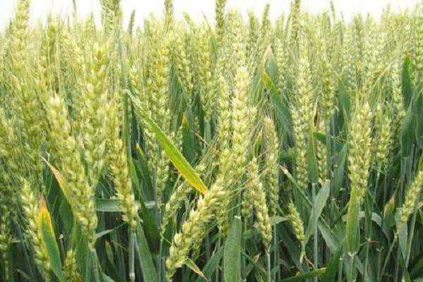 小麦扬花期能浇水吗，如何合理的浇水