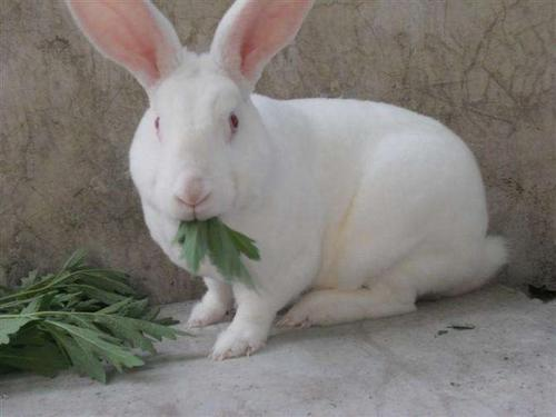 种兔品种有哪些 种兔品种有哪些图片