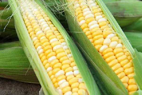 玉米抽穗后多少天能吃 养护管理方法有哪些