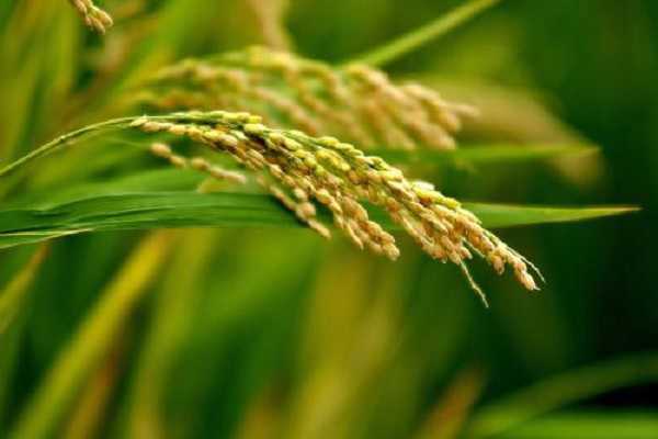 稻谷是大米还是小米，两者有什么区别