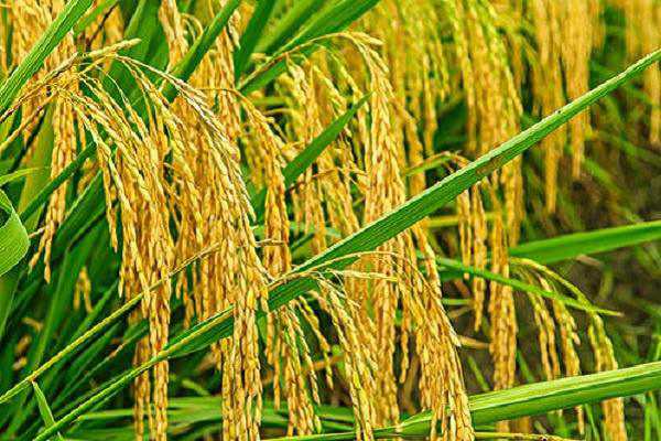 水稻的收获是在什么节气前后（水稻在什么节气丰收）