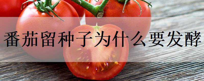 番茄留种子为什么要发酵（番茄种子为什么要泡）