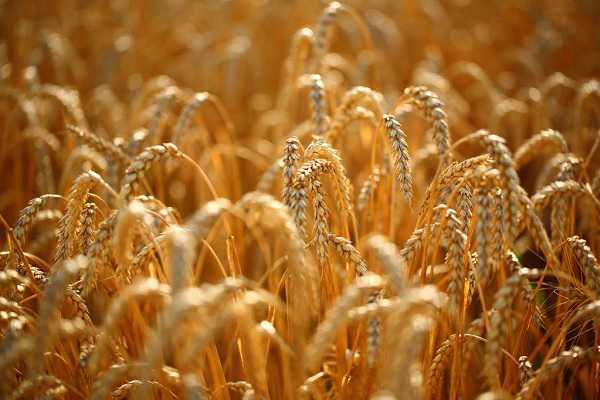 小麦的种植密度是多少，行距间隔多少合适