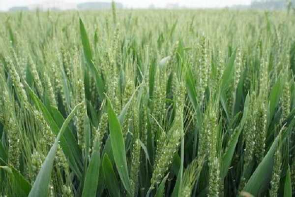 种小麦用什么底肥料好，可以使用复合肥吗