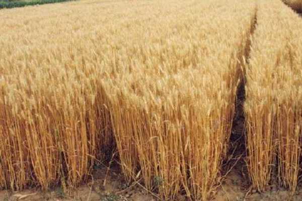 小麦纹枯病的症状，为什么会发病 小麦纹枯病的症状,为什么会发病原因