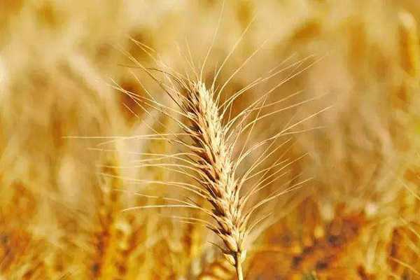 大麦是什么粮食 与小麦有什么区别