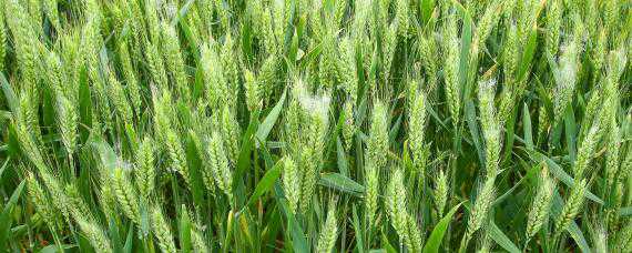 小麦多久浇一次水 小麦多长时间浇一次水