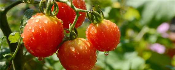 西红柿上什么肥膨果快 西红柿用什么肥膨果快