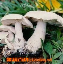 香口蘑生态种植技术 口蘑菇种植