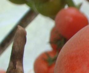 番茄红素如何防癌,番茄红素能抗癌吗（番茄红素具有抗氧化作用吗）