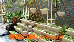 阳台菠菜的种植方法和技术 阳台菠菜的种植方法和技术图片