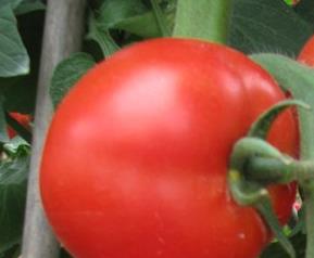 吃番茄的几点好处,吃番茄有哪些功效（番茄吃了有哪些好处）