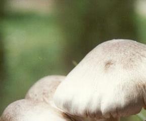 草菇如何保存 草菇如何保存到冬天吃