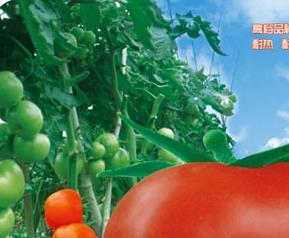 番茄红素的主要功效和作用（番茄红素的主要功效和作用及副作用）