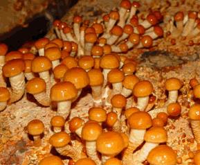 巴西蘑菇的药用价值和功效（巴西菇的营养价值）