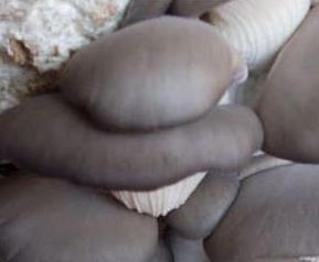 平菇的吃法大全和平菇的营养 平菇怎么吃营养又健康