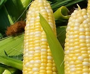 糯玉米的营养价值 糯玉米的营养价值及功效与禁忌