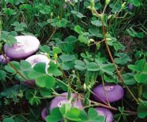 紫色的蘑菇有没有毒 紫色的蘑菇有毒吗