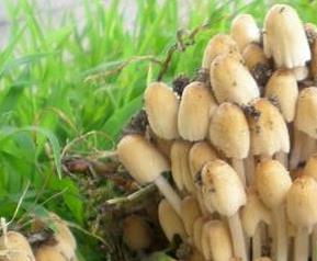 杨树蘑菇的营养价值 杨树蘑菇的营养价值高吗