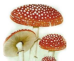 １１１１怎样识别野蘑菇有无毒 野生蘑菇怎样识别有毒无毒