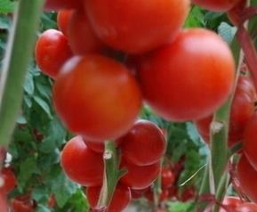 陆地西红柿种植方法 陆地西红柿栽培要点